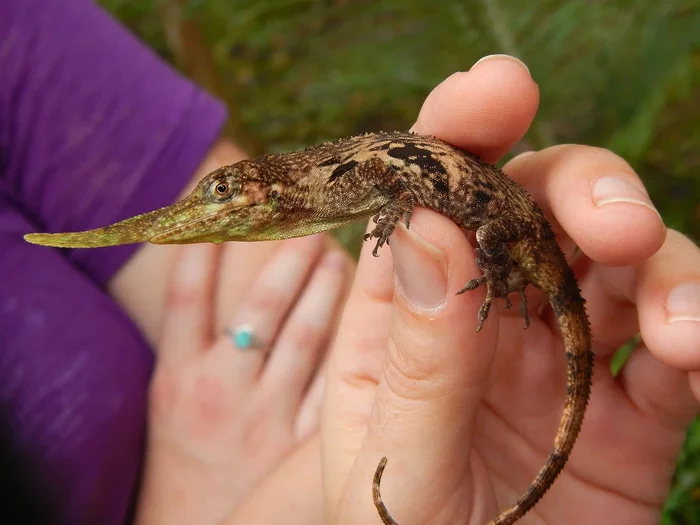 Horned Anole: Nose and rare from the mountains of Ecuador. Why would a reptile have such a growth on its face? - Lizard, Reptiles, Animal book, Yandex Zen, Longpost