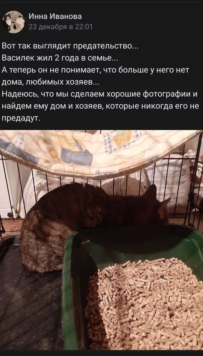 Need help and a home - My, cat, Love, Help, No rating, Longpost, Helping animals, Tver, In good hands