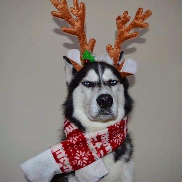 Permanent Christmas mood - Dog, Christmas, Husky