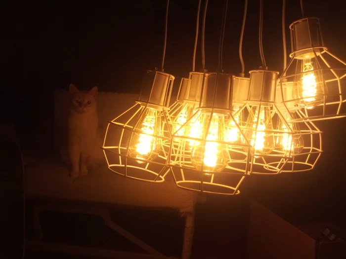 Another cat lamp in your tape - cat, Chandelier