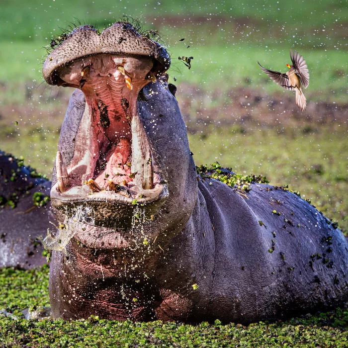 Such a mouth and honey would sip - hippopotamus, Artiodactyls, Wild animals, wildlife, South Africa, The photo, To fall
