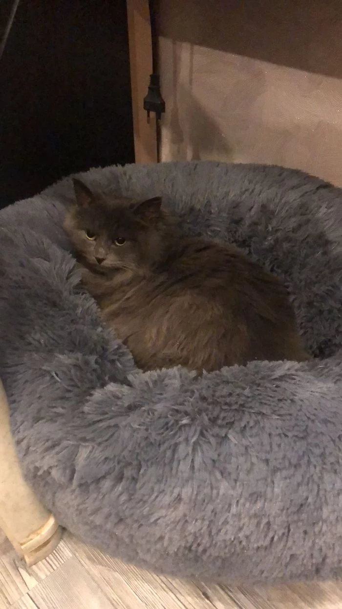 Continuation of the post Gray fluffy in search of a home - In good hands, cat, No rating, Homeless animals, Moscow, Animal shelter, Lost, Veterinary, Milota, Helping animals, Moscow region, Good league, Reply to post