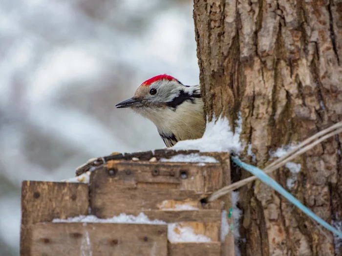 Middle Spotted Woodpecker - My, The photo, Birds, Woodpeckers, Longpost