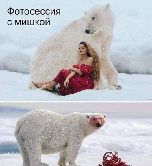 Photoshoot with teddy bear - Picture with text, Polar bear, Screenshot, Black humor, PHOTOSESSION