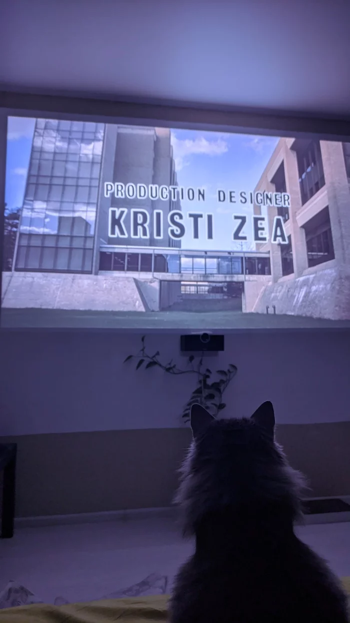 Cat movie fan :) - My, cat, Projector, The photo, Silence of the Lambs