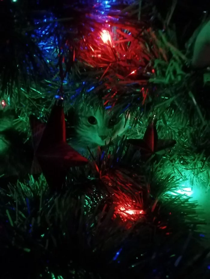 Christmas mood - cat, Christmas tree, Garland, My