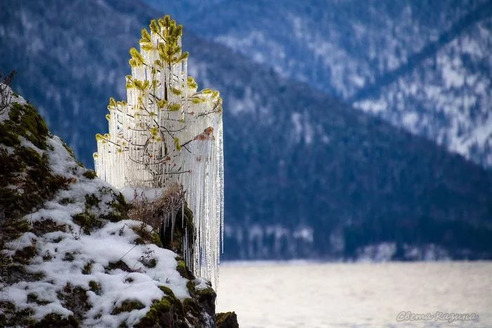 Принарядилась - Сосна, Дерево, Сосульки, Обледенение, Дикая природа, Фотография