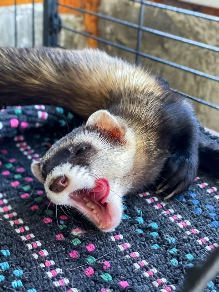 Basilisk - from a summer coat to a winter - My, Ferret, Pets, Longpost