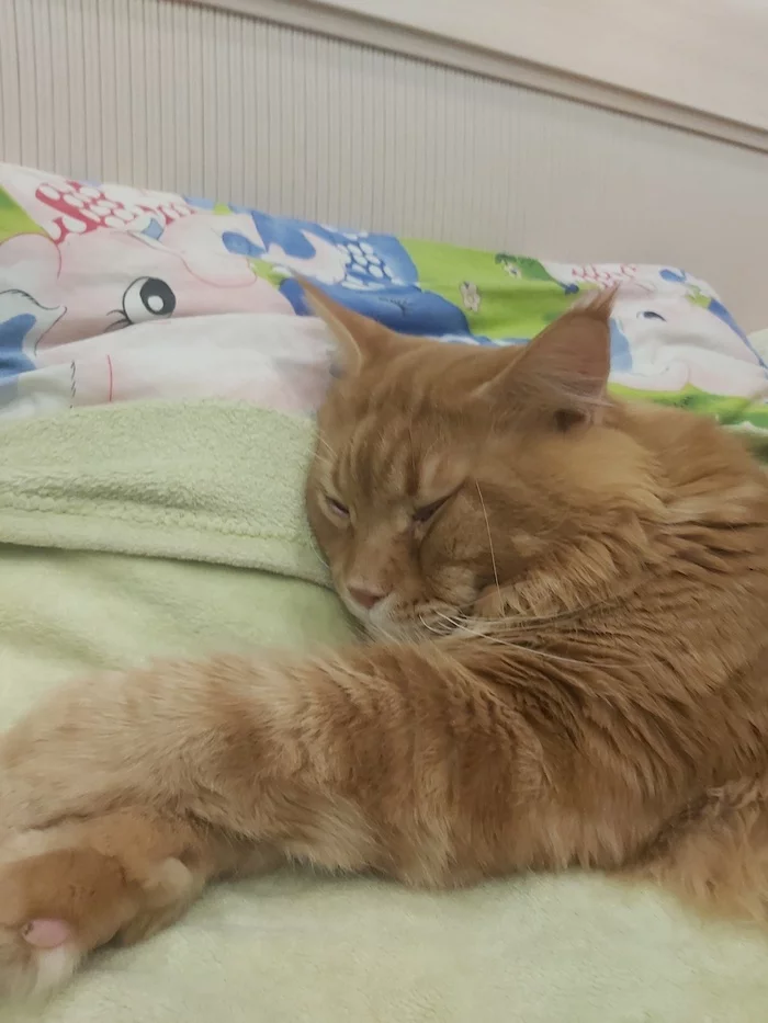 When a brazen red face occupied your bed - Maine Coon, Longpost, cat