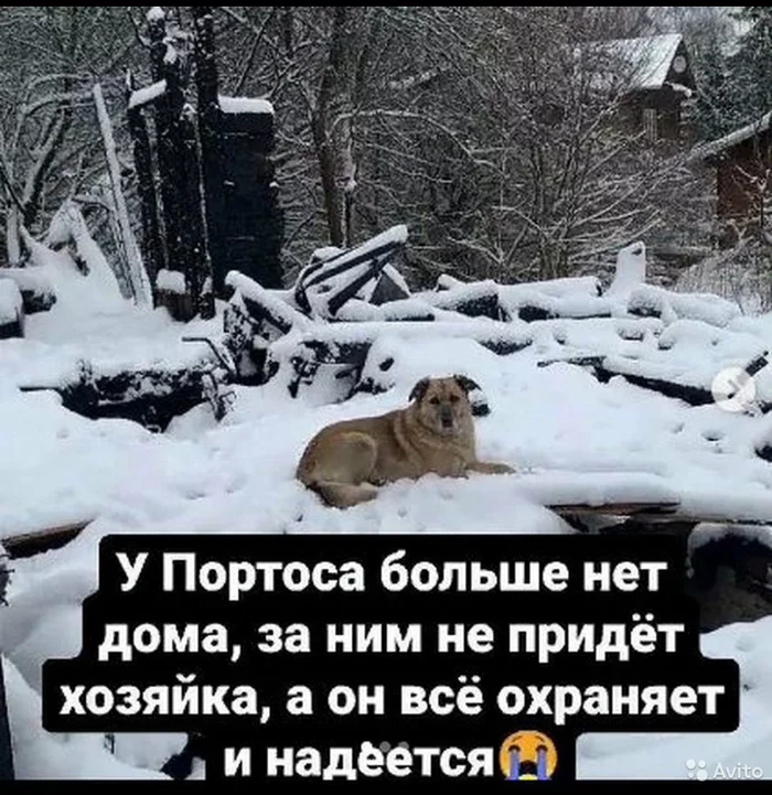 The dog's house burned down, nowhere to go - Moscow, Moscow region, Dog, Fire, Nobody needs, Homeless animals, Longpost, Porthos, No rating, In good hands