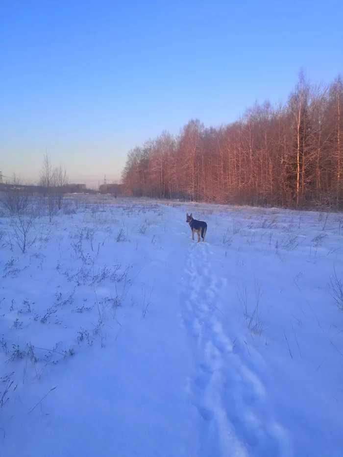 Beauty is beautiful. All a Happy New Year! - My, Caesar, Dog, East European Shepherd, Longpost