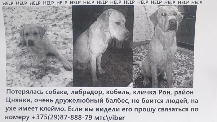 Lost dog Labrador Belarus Minsk - My, Republic of Belarus, Lost, The dog is missing, Minsk, Labrador, Longpost, Dog, No rating