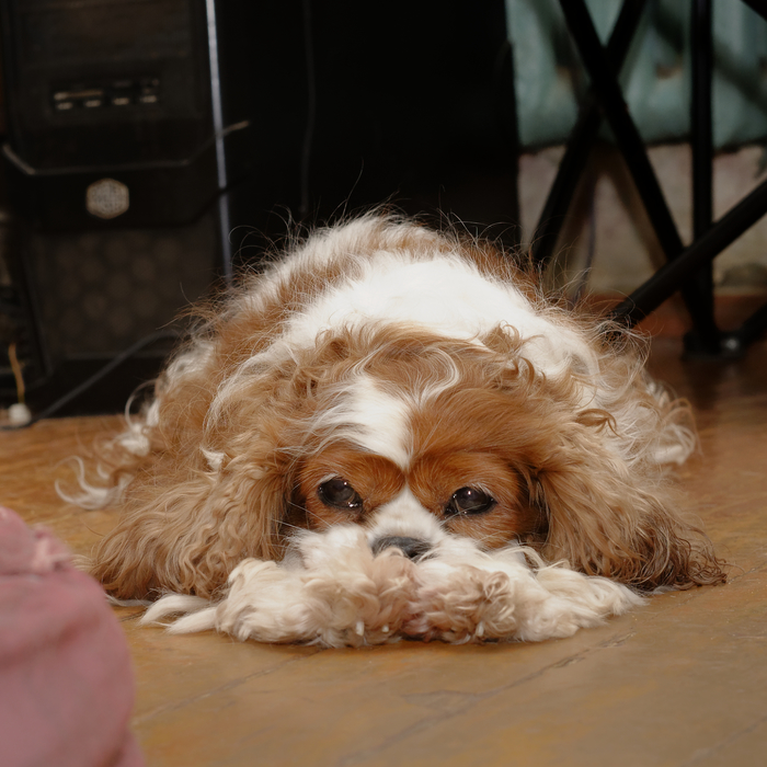 ˸�� ��������