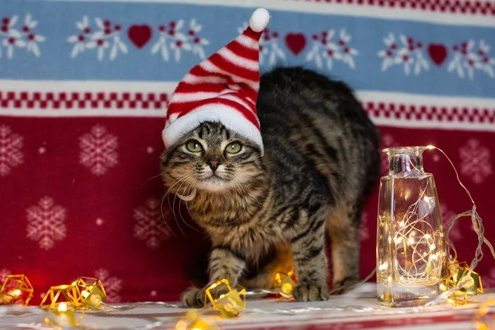 Merry Christmas and Happy New Year! Arrow congratulates - My, Moscow region, Kittens, Moscow, No rating, In good hands, Longpost, cat