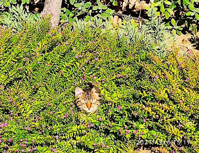 ��� ������