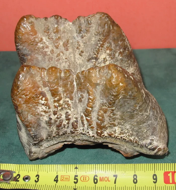 Assistance with attribution. A mastodon tooth? - My, Mastodon, Paleontology, Longpost