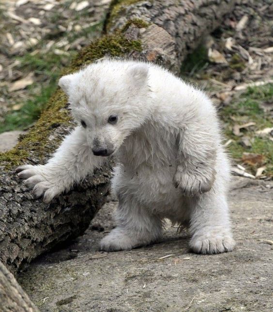 It's been a tough year - Polar bear, New Year, Christmas tree, Teddy bears, The photo