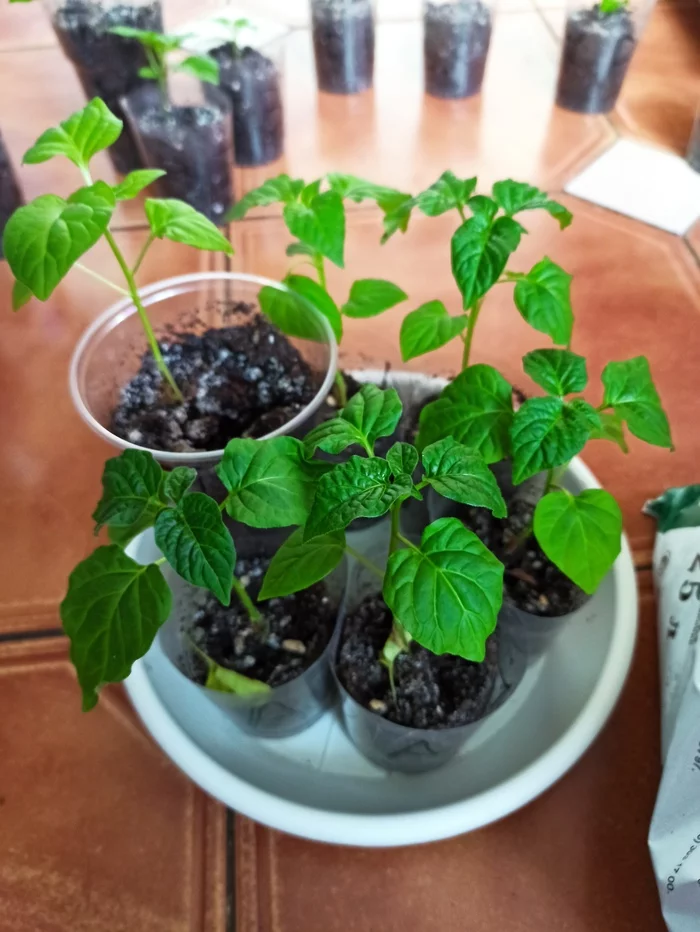 I will give the seedlings of peppers - My, Trinidad Scorpion, Hot peppers, Is free, Longpost, Maloyaroslavets