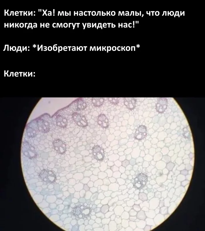 Gotcha! - Cell, Biology, Microscope, Memes, Images, Humor, Microworld, The science