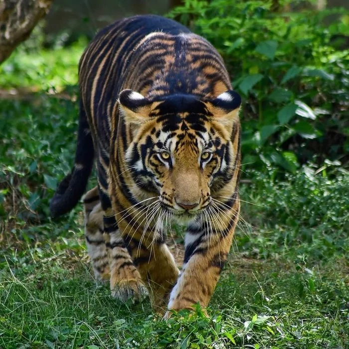 Almost black - Tiger, Melanism, Big cats, Cat family, Predatory animals, Wild animals, wildlife, National park, India, The photo, Longpost