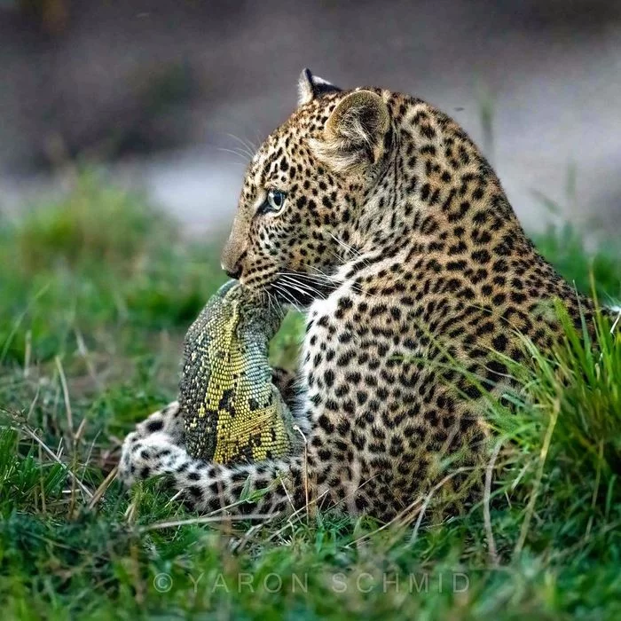 Hugs - Leopard, Big cats, Cat family, Predatory animals, Monitor lizard, Reptiles, Wild animals, wildlife, Reserves and sanctuaries, Africa, The photo, Mining, Hugs