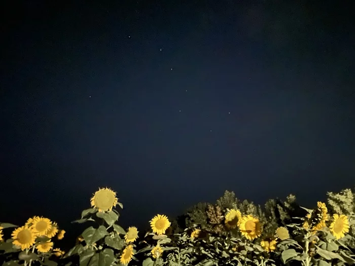 She-bear in sunflowers - My, Summer, Stars, Night, Sunflower, Big Dipper