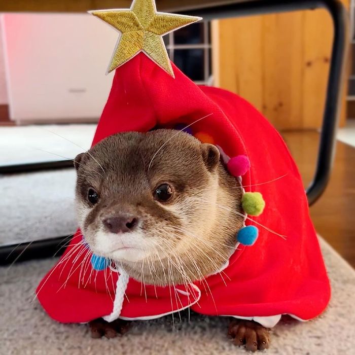 Когда преисполнился в своем познании бытия