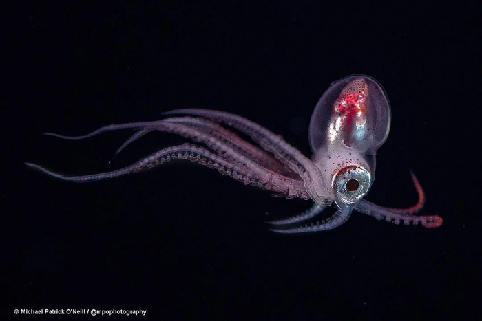 1640721134173128437 Мы как двухголовый ядовитый ящер