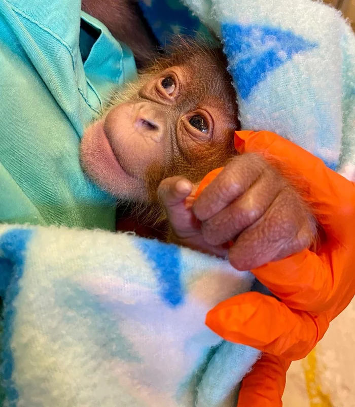 A rare orangutan born at the American zoo - Orangutan, Hominids, Primates, Wild animals, Zoo, Young, Monkey, The national geographic, Birth, New Orleans, Louisiana, USA, Rare view, Milota, Video, Longpost