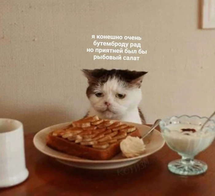 Sad - cat, Picture with text, Pets