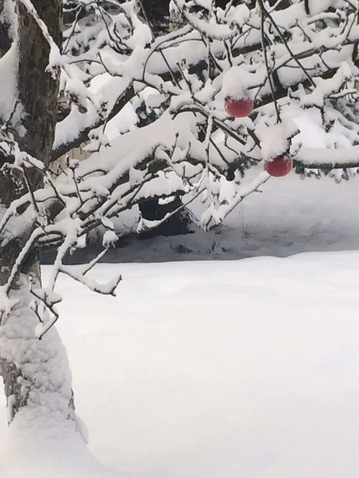 Apples after a snowfall have acquired a Christmas look - My, Winter, Snow, Apples in the snow, Dacha, Подмосковье, Longpost