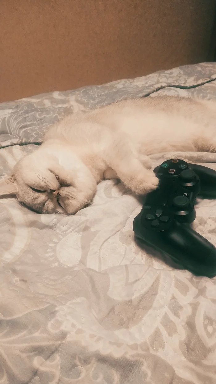 When I played with the boys at night - My, cat, The photo, Gamers, Pets