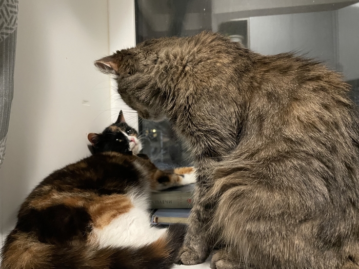 ��������