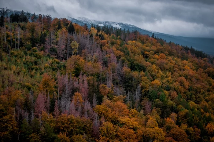 Autumn landscape - My, The photo, Beginning photographer, Poland, Nature, Nikon, The park, Landscape, Autumn, Nikon d90, The mountains, Forest, Travels