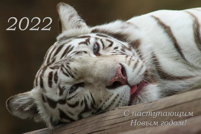 All a Happy New Year! - My, The photo, Pentax, Tiger, Moscow Zoo, New Year, White tiger