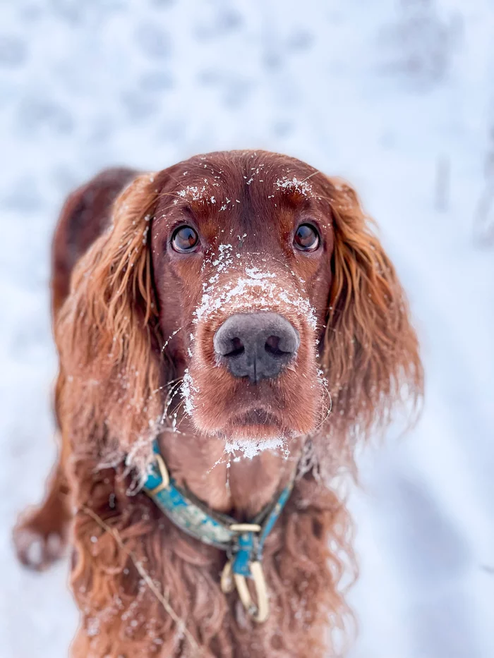 A breath of fresh air in the chaos of the holiday days - My, Irish Setter, Dog, Krasnoyarsk, Longpost