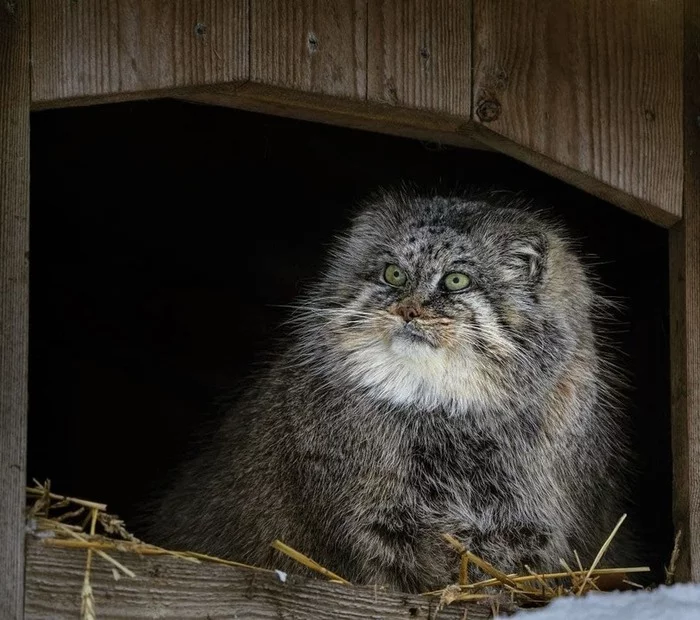 Who are you - Pallas' cat, Wild animals, Milota, Who are you, Small cats, Cat family, Predatory animals, Fluffy, Pet the cat