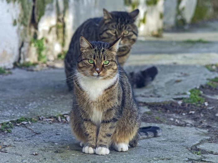 Two from Evpatoria - My, cat, Street photography, The photo, Evpatoria, Crimea, Town, Beginning photographer, Canon