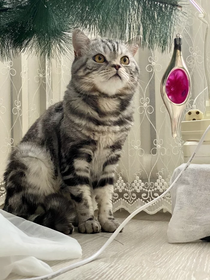 Holiday greetings! - My, New Year, cat, 2022, The photo