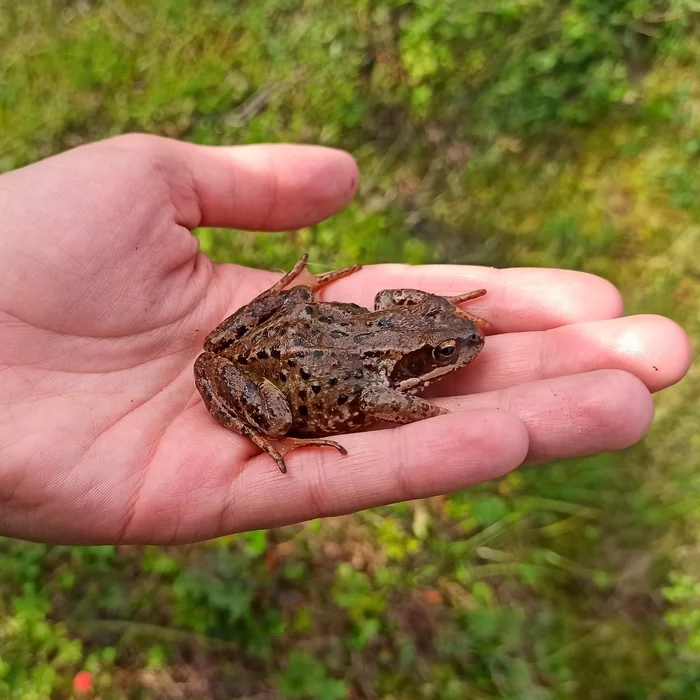 Подводя итоги года - Моё, Лягушки, Животные, Достижение, Длиннопост, It Is Wednesday My Dudes