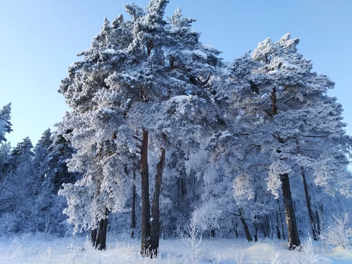Зимний полдень - Моё, Фотография, Природа, Мороз, Зима