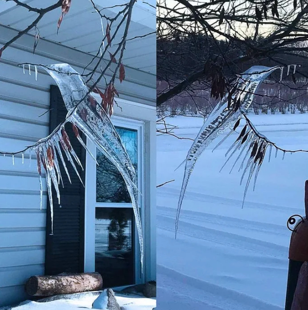 Creation of nature - Ice, Birds, Winter, Icicles, beauty of nature, Pareidolia