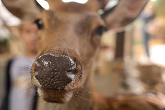 Curious sika deer - Spotted deer, Deer, Artiodactyls, Wild animals, beauty of nature, Nose, Eyes, Horns, Curiosity, The national geographic, The photo, Longpost