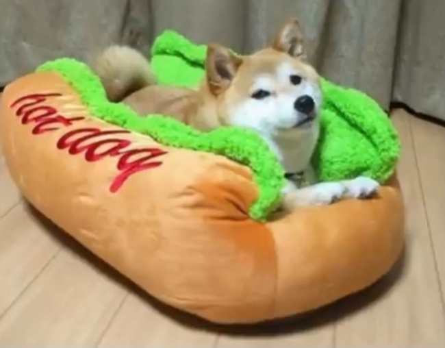 Best dog bed: - My, Dog, Memes, Food, Pets, Shiba Inu