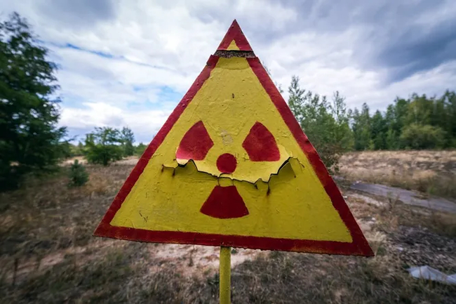 Chernobyl experiments with sunflowers - Sunflower, Plants, Radiation, Chernobyl, Chernobyl: Exclusion Zone, Unusual abilities, Popular mechanics, Longpost