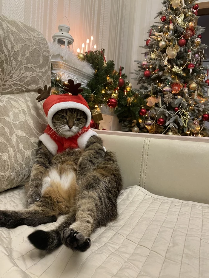 Christmas mood - My, cat, New Year, Pre-holiday mood, Longpost