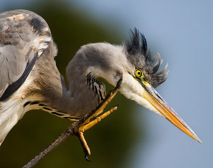 Hey! - Gray heron, Birds, Wild animals, wildlife, Kruger National Park, South Africa, The photo