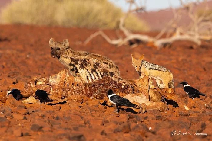 Remnants of the feast - Hyena, Spotted Hyena, Jackal, Canines, Birds, Predatory animals, Wild animals, wildlife, South Africa, The photo