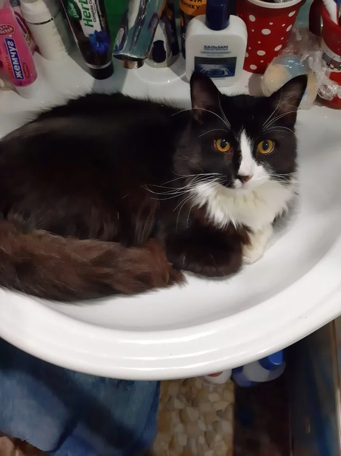 Just a cat in the sink - My, cat, Sink