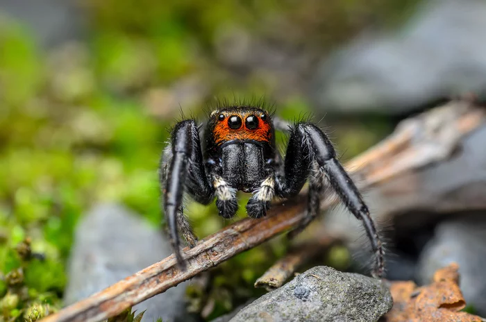 Scout # 6 - My, Macro photography, Nature, The photo, wildlife, Animals, Spider, Jumping spider, Milota